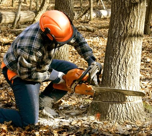 Tree Removal in Kneeland, CA